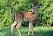 Deer